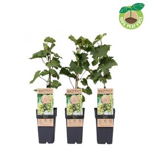 Zilga Grape Vine (Vitis vinifera) – 15cm Pot