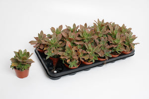 Green Aeonium Succulent – 8.5cm Pot