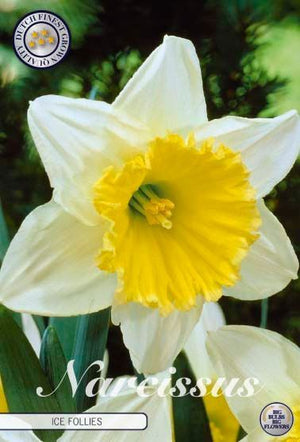 Narcissus ‘Ice Follies’ Large-Cupped Daffodil Bulbs – Pack of 5