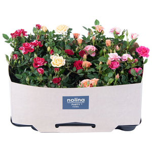 Mixed Rose Plant – 7cm Pot, 20cm High
