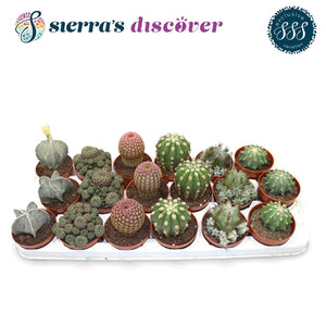 Mixed Cactus Collection – 8.5cm Pot