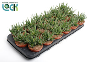 Aloe Jaco – 8.5cm Pot, Approx. 15cm High