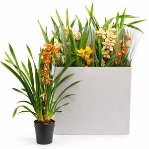 Cymbidium Orchid – 1 Flowering Stem, 14cm Pot
