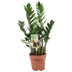 ZZ Plant (Zamioculcas zamiifolia) – 17cm Pot