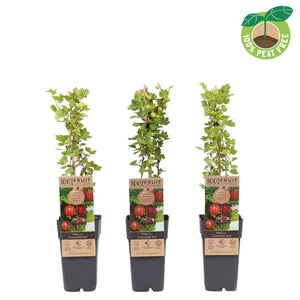 Hinnonmäki Red Gooseberry Plant (Ribes uva-crispa) – 15cm Pot