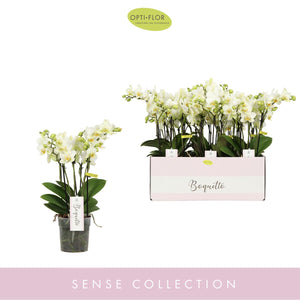White Phalaenopsis Orchid (3 Stems) – 12cm Pot