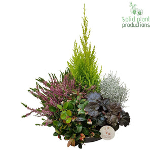 Autumn Plant Arrangement in Zinc Bowl – 30cm