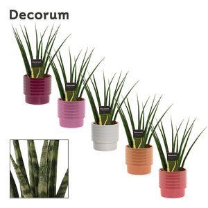 Sansevieria Fernwood ‘Naemi’ – 12cm Pot