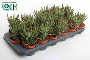 Kalanchoe Spider Green – 8.5cm Pot