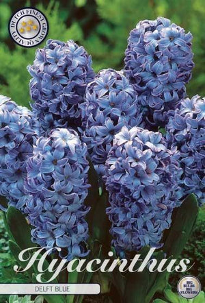 Delft Blue Hyacinth Bulbs (Hyacinthus orientalis) – Pack of 5