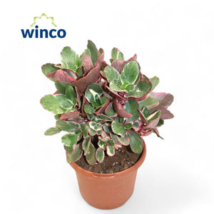 Variegated Kalanchoe ‘Multicolor’ – 17cm Pot