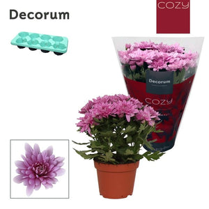 Purple Chrysanthemum (Chrysanthemum indicum) – 13cm Pot