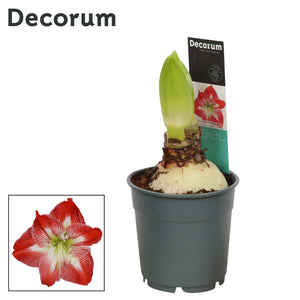 Striped Hippeastrum (Amaryllis) – 12cm Pot