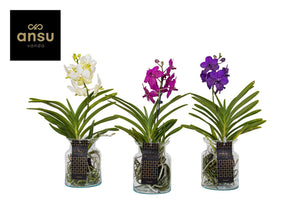 Vanda Orchid in Glass – 14cm Pot, 45cm High