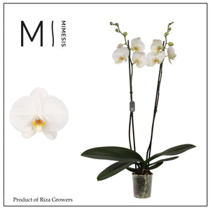 White Phalaenopsis Orchid – 2 Stem, 12cm Pot