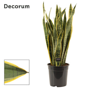 Laurentii Snake Plant (Sansevieria trifasciata) – 24cm Pot, 85cm Tall