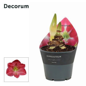 White Hippeastrum ‘Arctic White’ – 14cm Pot
