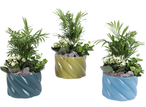 Soft Elegance Indoor Plant Arrangement – 17cm Ceramic Pot