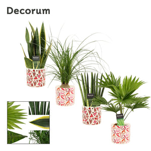 Mixed Green Houseplant in Ceramic Liam Pot – 12cm