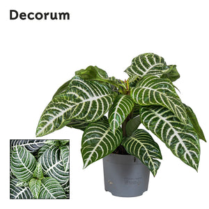 Green Zebra Plant (Aphelandra squarrosa) – 13cm Pot