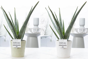 Aloe Vera Plant – 12cm Ceramic Juliette Pot
