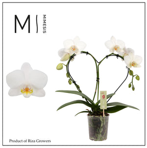White Heart-Shaped Phalaenopsis Orchid – 9cm Pot