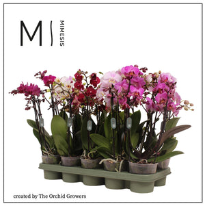 Mixed Phalaenopsis Orchid – 12cm Pot, 50cm High