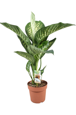 Dieffenbachia ‘Tropic Snow’ – 21cm Pot
