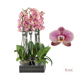 White Phalaenopsis Orchid – 12cm Pot, 65cm Height