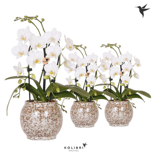 White Phalaenopsis Orchid with Ceramic Ring – 9cm Pot