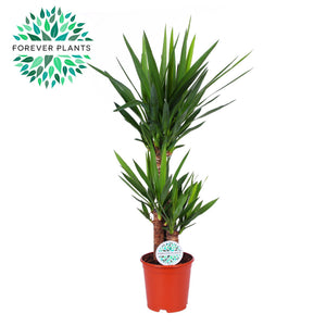 Yucca Houseplant – 21cm Pot, Approx. 95cm Tall