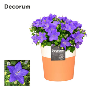 Blue Campanula ‘Napoli’ – 13cm Ceramic Pot