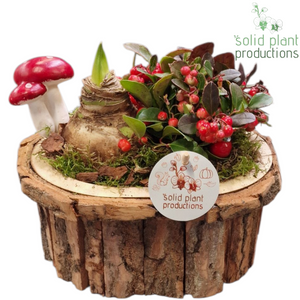 Amaryllis Bark Arrangement – 22cm Oval Pot