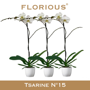 White Phalaenopsis Orchid – 15cm Ceramic Pot