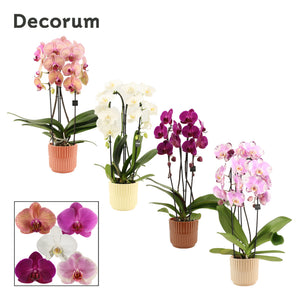 Mixed Phalaenopsis Cascade Orchid – 12cm Pot