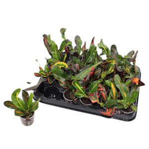 Large-Leaved Croton (Codiaeum) – 6cm Pot