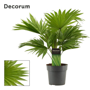 Livistona Rotundifolia Fan Palm – 12cm Pot, 35cm