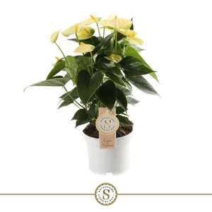 White Anthurium ‘Red Champion’ – 12cm Pot
