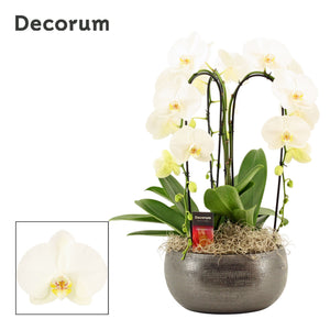 White Phalaenopsis Orchid – 27cm Pot, 6 Stems