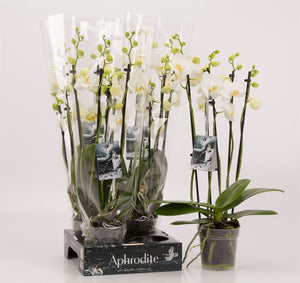 White Phalaenopsis Orchid ‘Goddes’ – 5 Stem, 12cm Pot