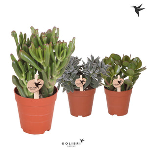 Mixed Crassula Succulent – 9cm Pot, Approx. 20cm High