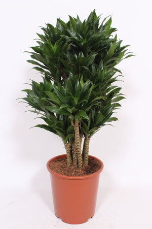 Compact Dragon Tree (Dracaena fragrans ‘Compacta’) – 27cm Pot