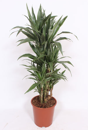 Dracaena Warneckii Dragon Tree – 27cm Pot, 120cm Tall