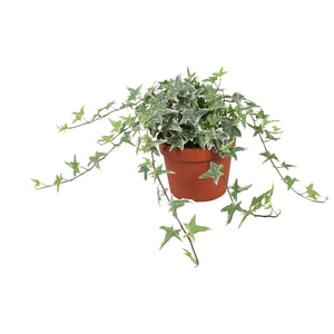 Hedera helix ‘Mona Lisa’ Ivy – 13cm Pot