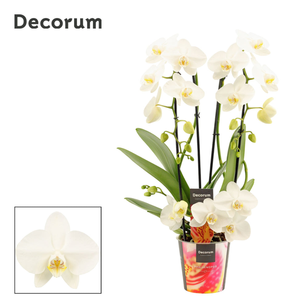 White Phalaenopsis Orchid ‘Twirl’ – 12cm Pot