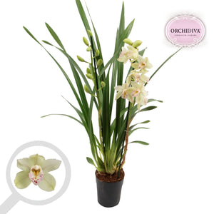 Cymbidium Orchid – 14cm Pot, Approx. 90cm Tall