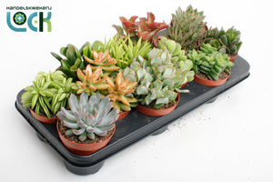 Mixed Succulent Collection – 10.5cm Pot