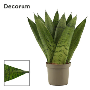 Sansevieria Zeylanica Fan – 9cm Pot, 25cm High