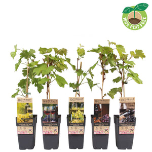 Mixed Grape Vine (Vitis) – 15cm Pot
