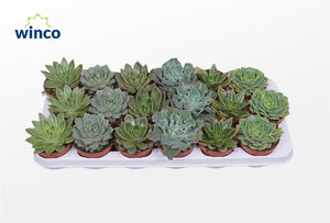Mixed Echeveria Succulent – 8.5cm Pot